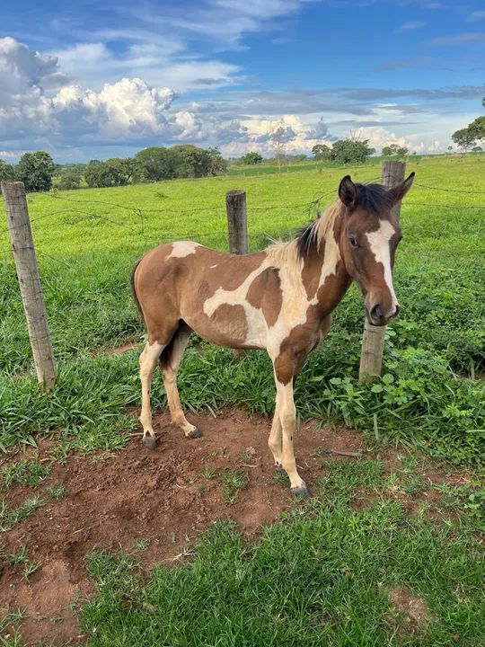 Egua e potro paint horse - Foto 2