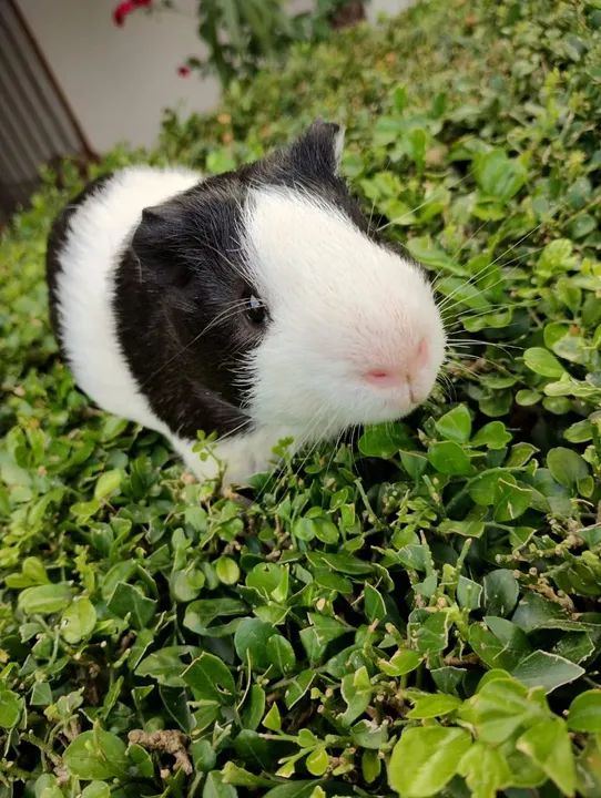 Porquinho da índia disponível  - Foto 4