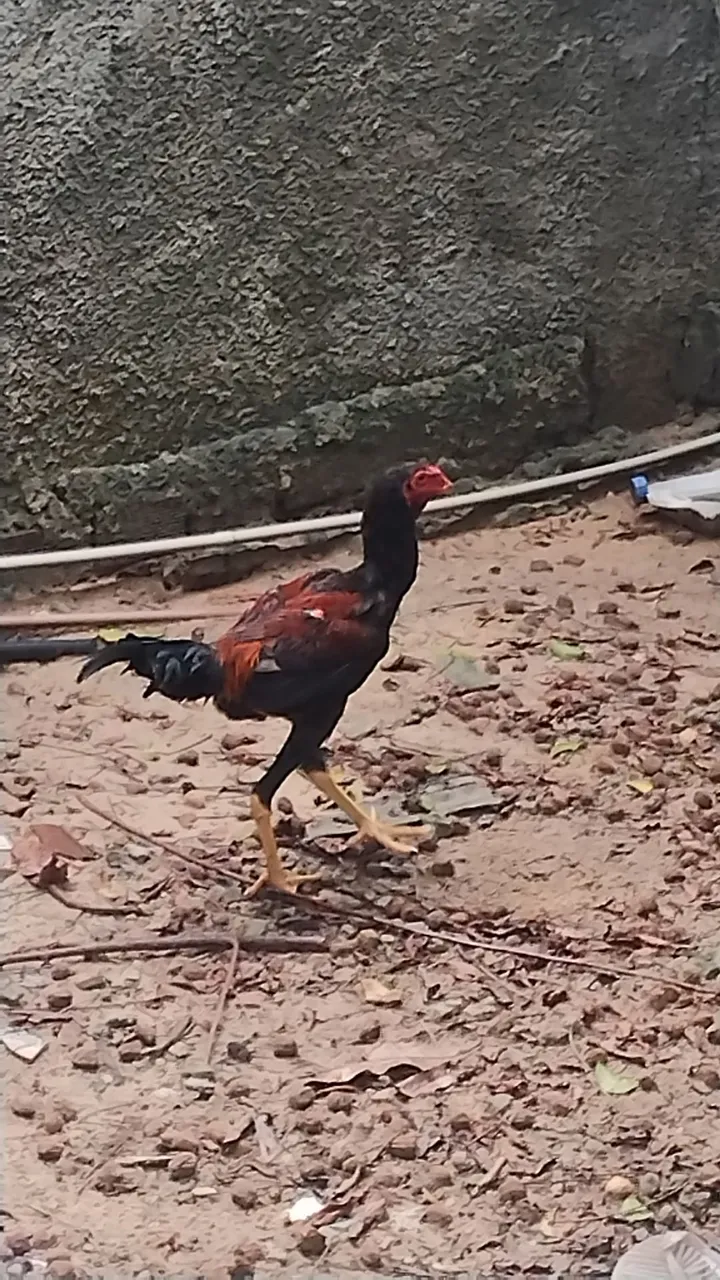 Frango Índio Gigante