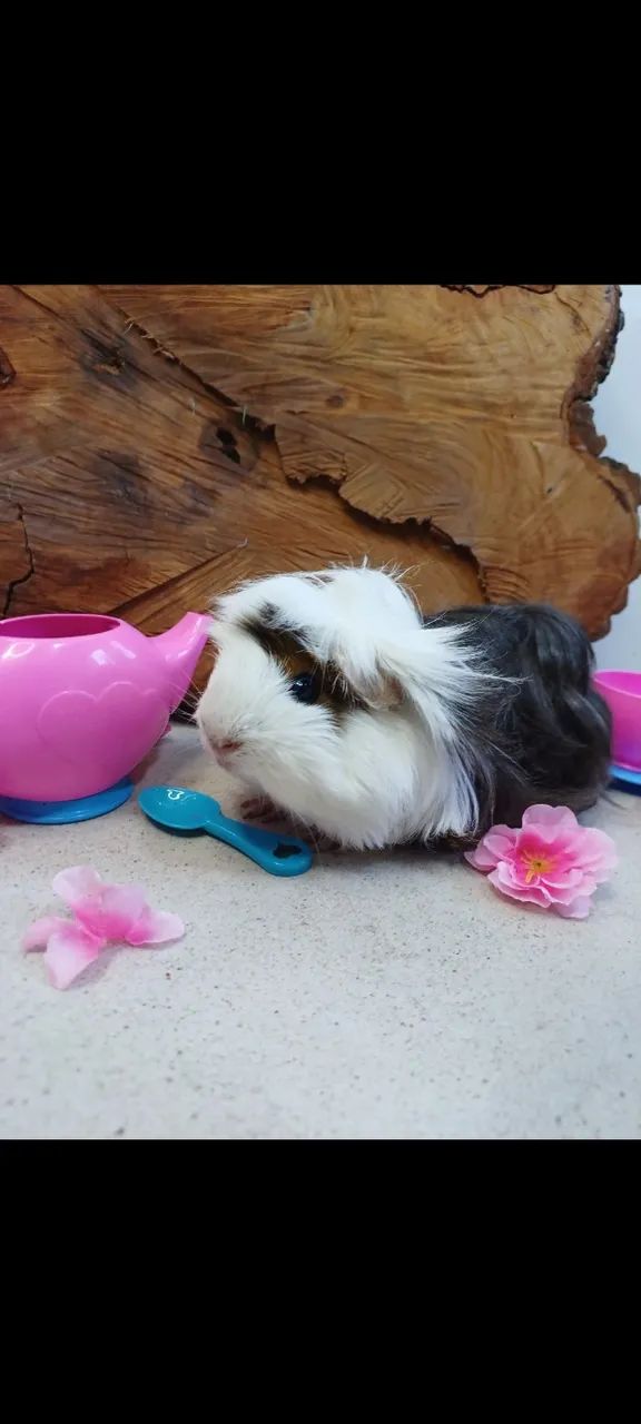 Casal porquinho peruano - Foto 6