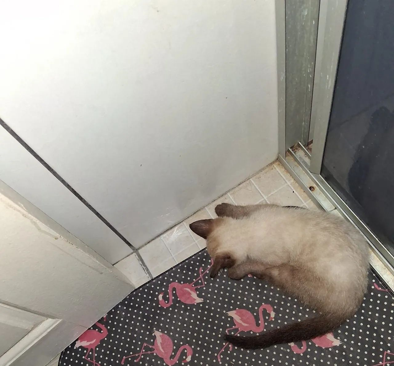 Filhote macho 3 meses - Foto 6