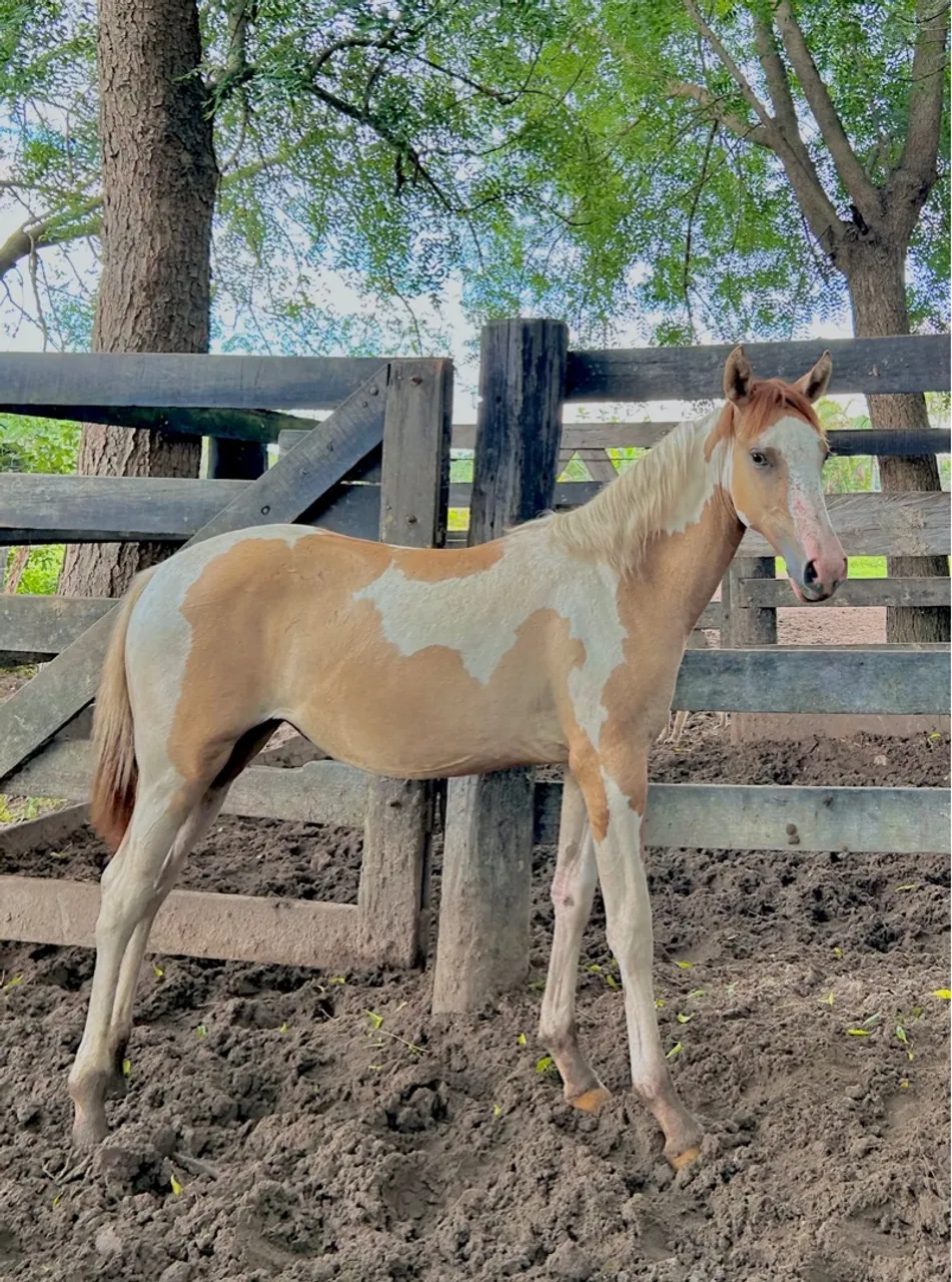 Potra fêmea PAINT HORSE