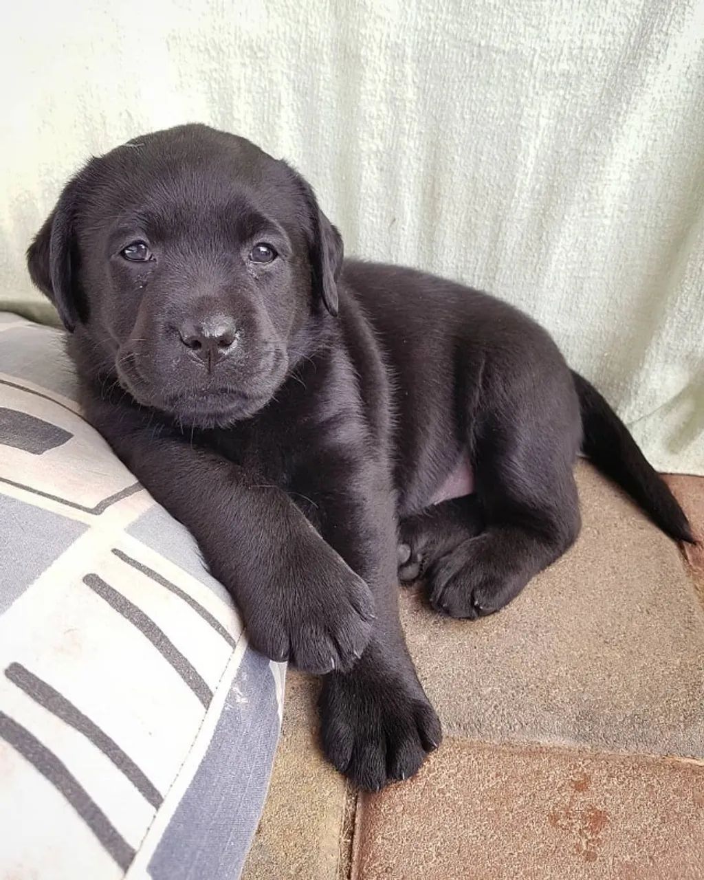 Labrador Fêmea - Caieiras Kennel Doce e Inteligente