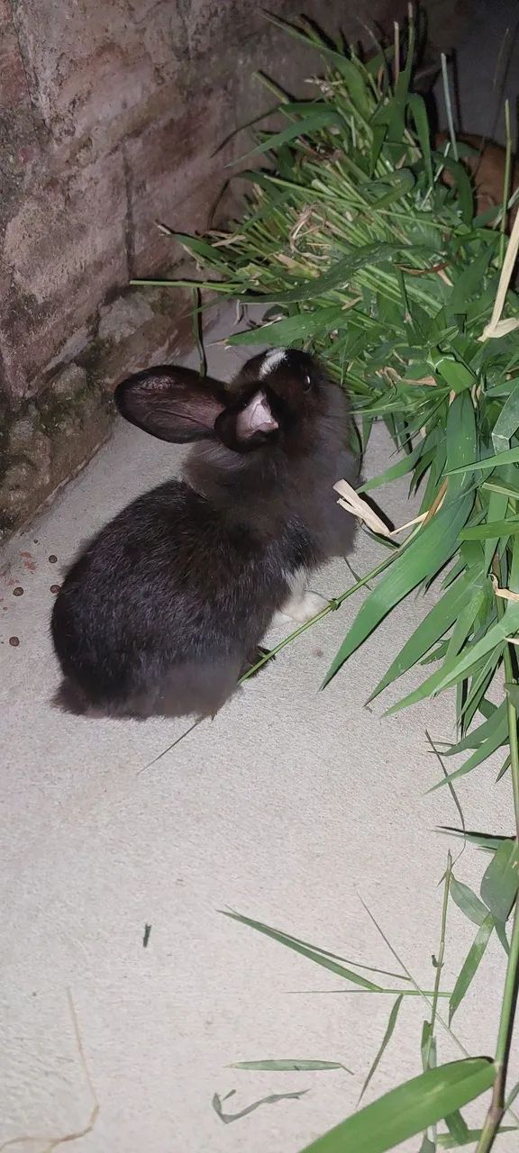 Laion mestiça fofo e lindo  - Foto 3