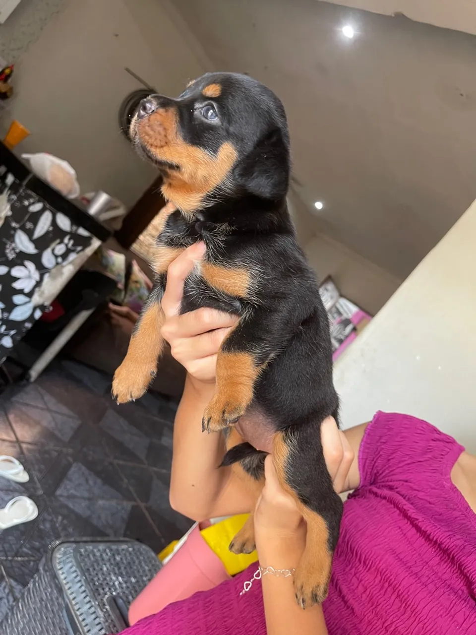 Filhote Rotweiller