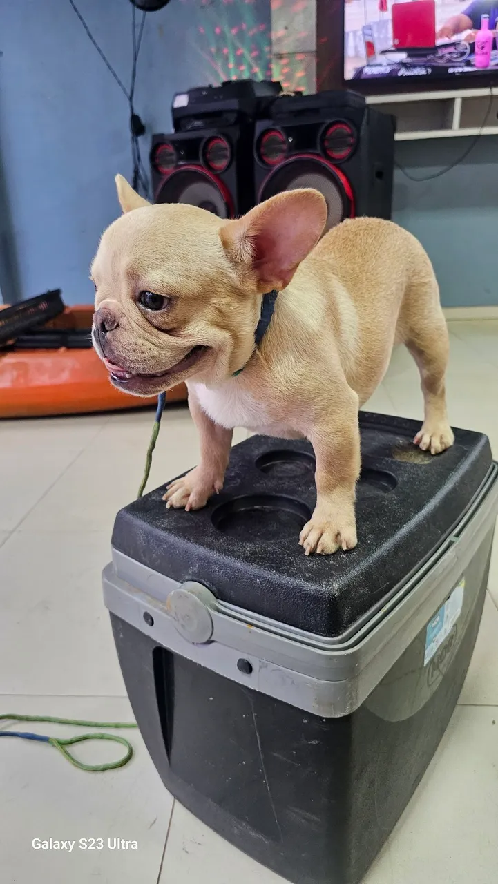 Filhote de Bulldog Francês - Fofo e Charmoso!