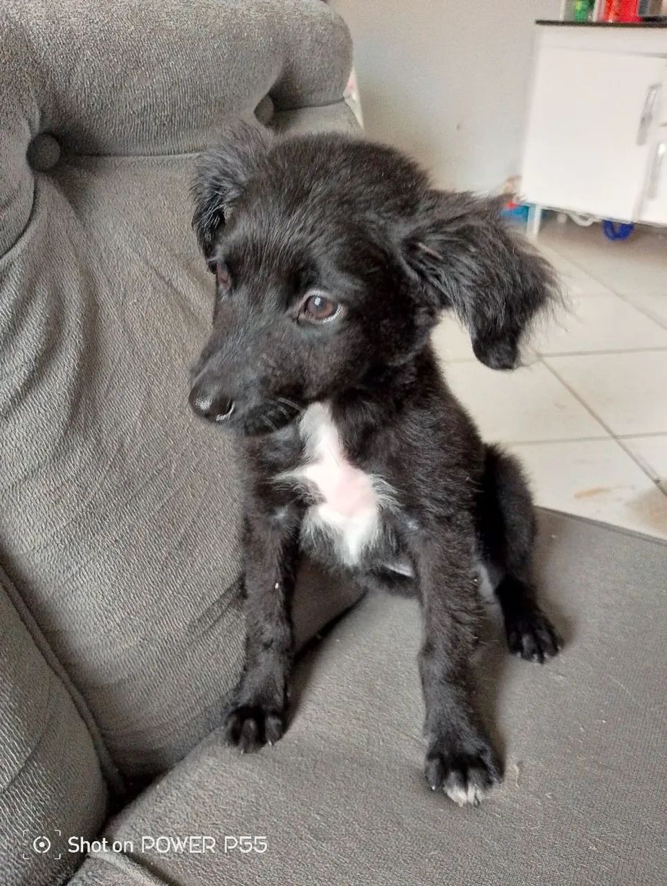 Filhote de cachorro preto