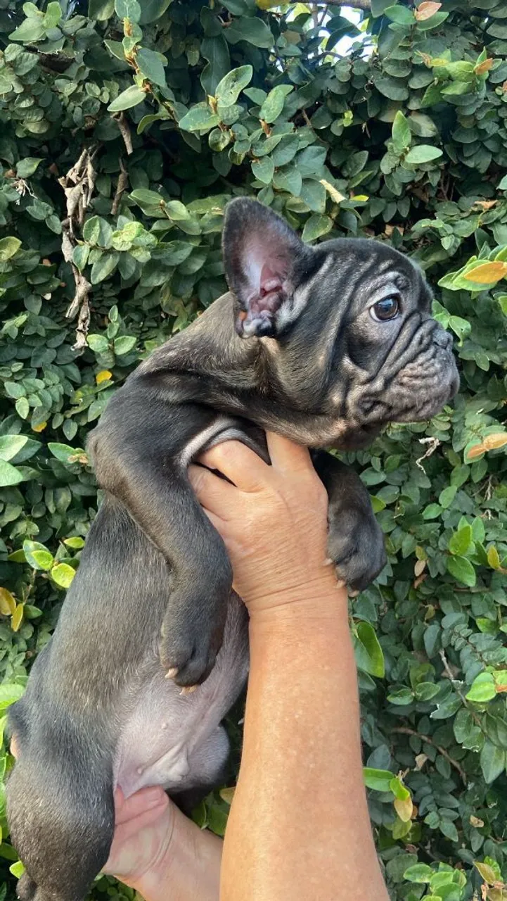 PFilhote de Bulldog Francês - Macho Black