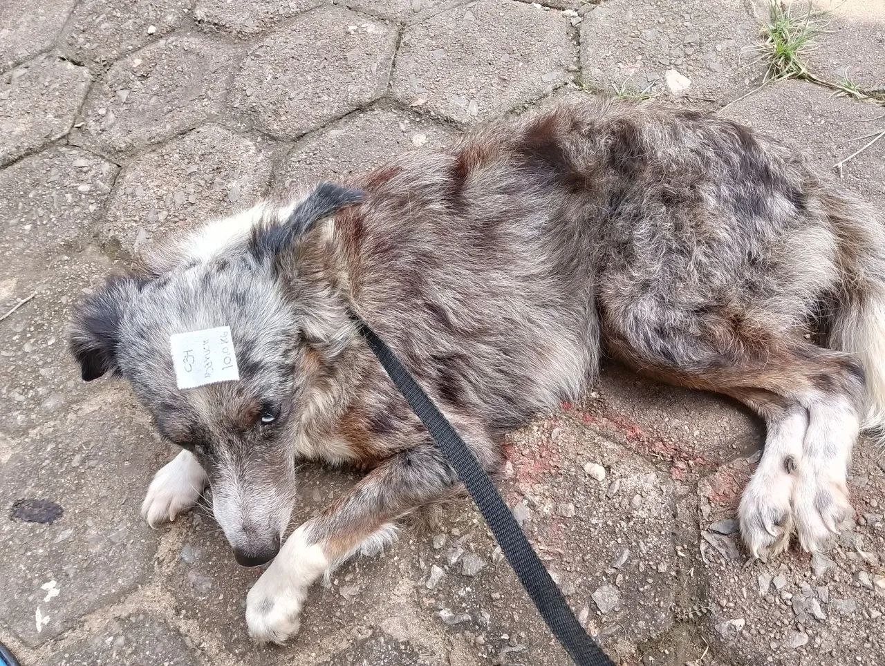 Cão de porte médio para adoção - Foto 3