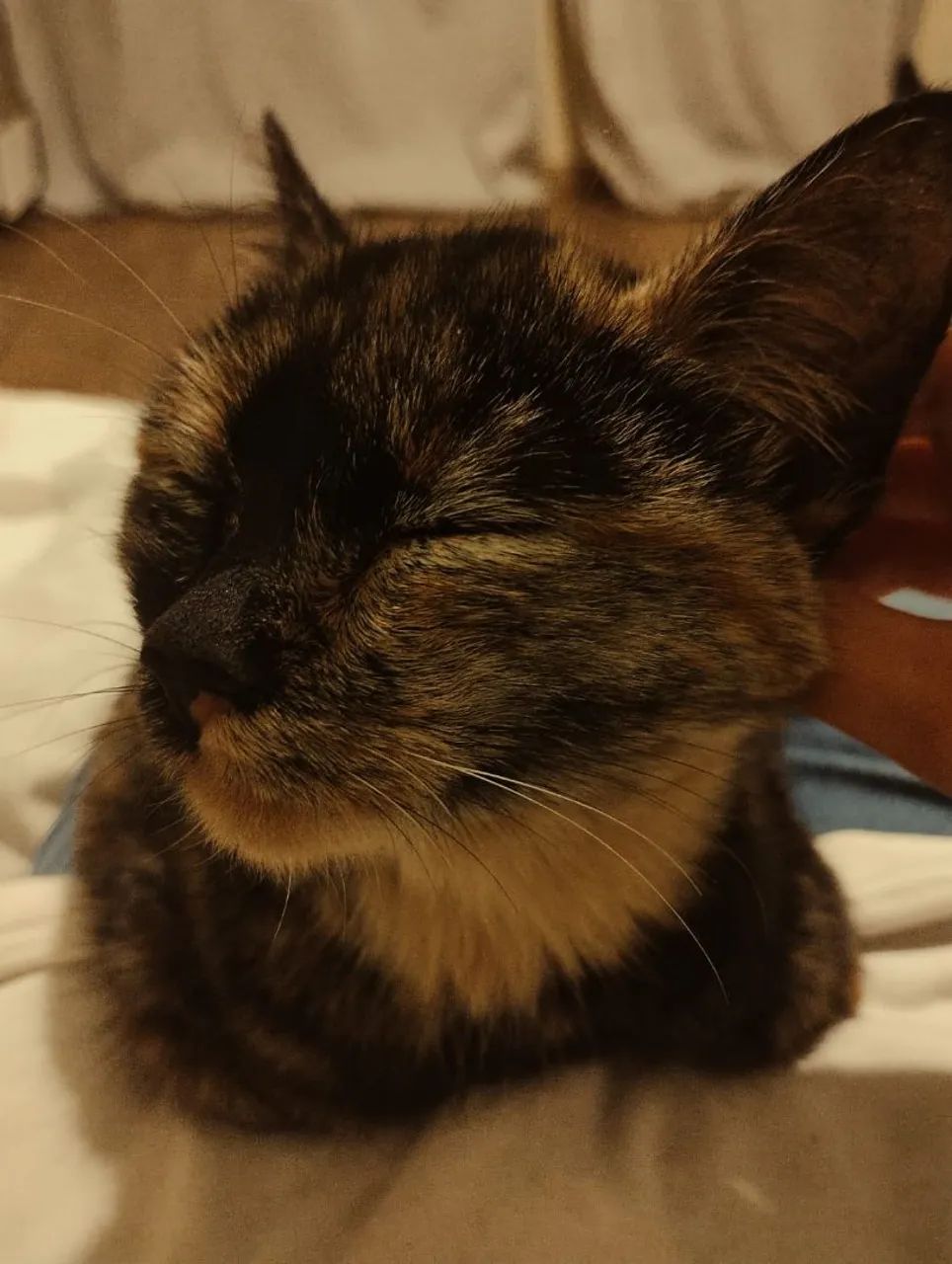 Gatinha carinhosa e charmosa para adoção - Foto 3
