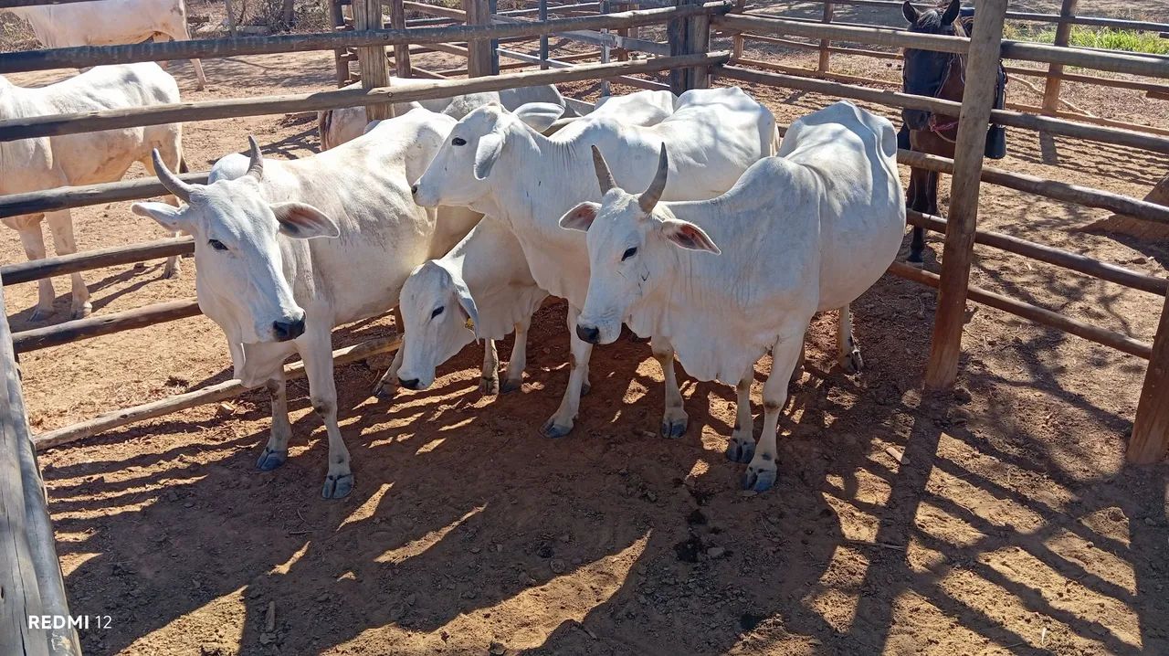 Vacas Nelore  - Foto 2