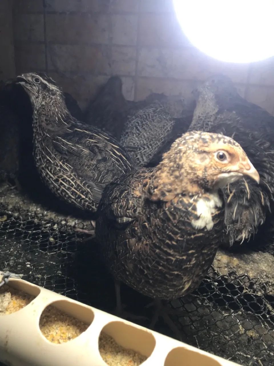 Codornas gigantes  - Foto 2