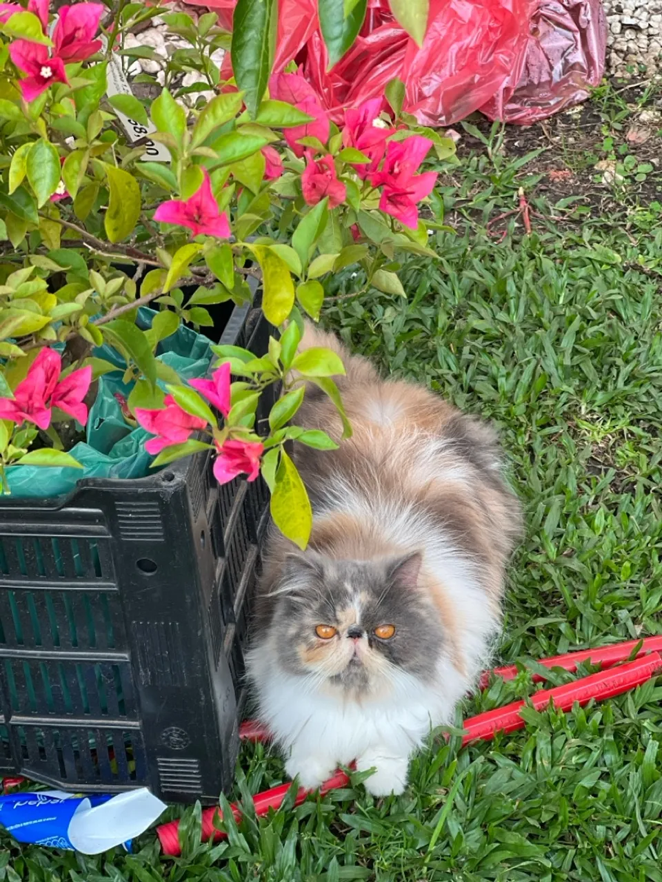 Gata Persa Tricolor 