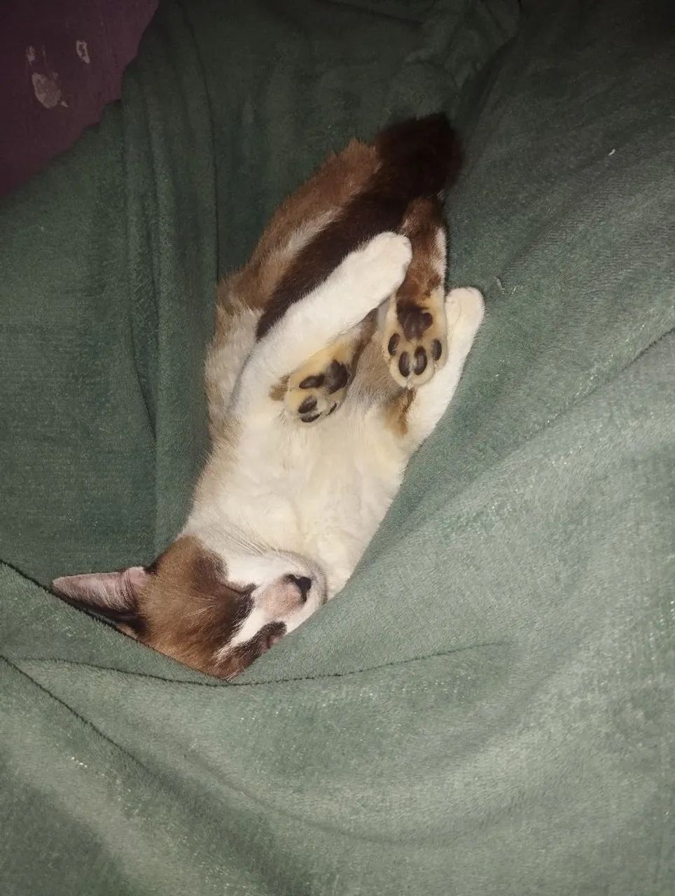 Gatinho para adoção