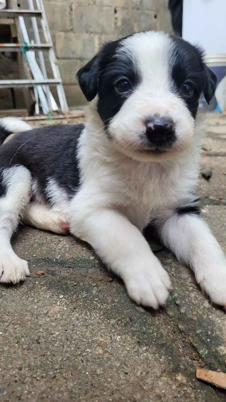 Filhote Border Collie - Pelagem Linda!