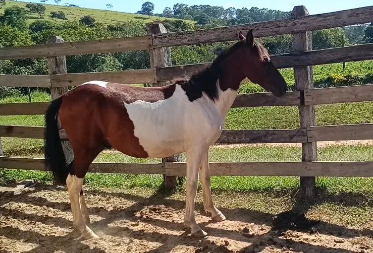 Potro Pampa de Castanho. - Foto 4