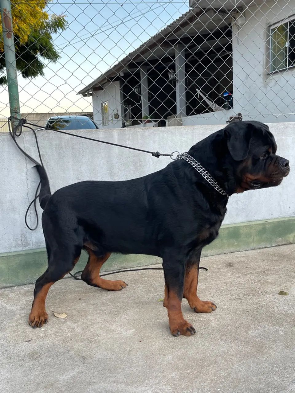 Rottweiler com pedigree  - Foto 3