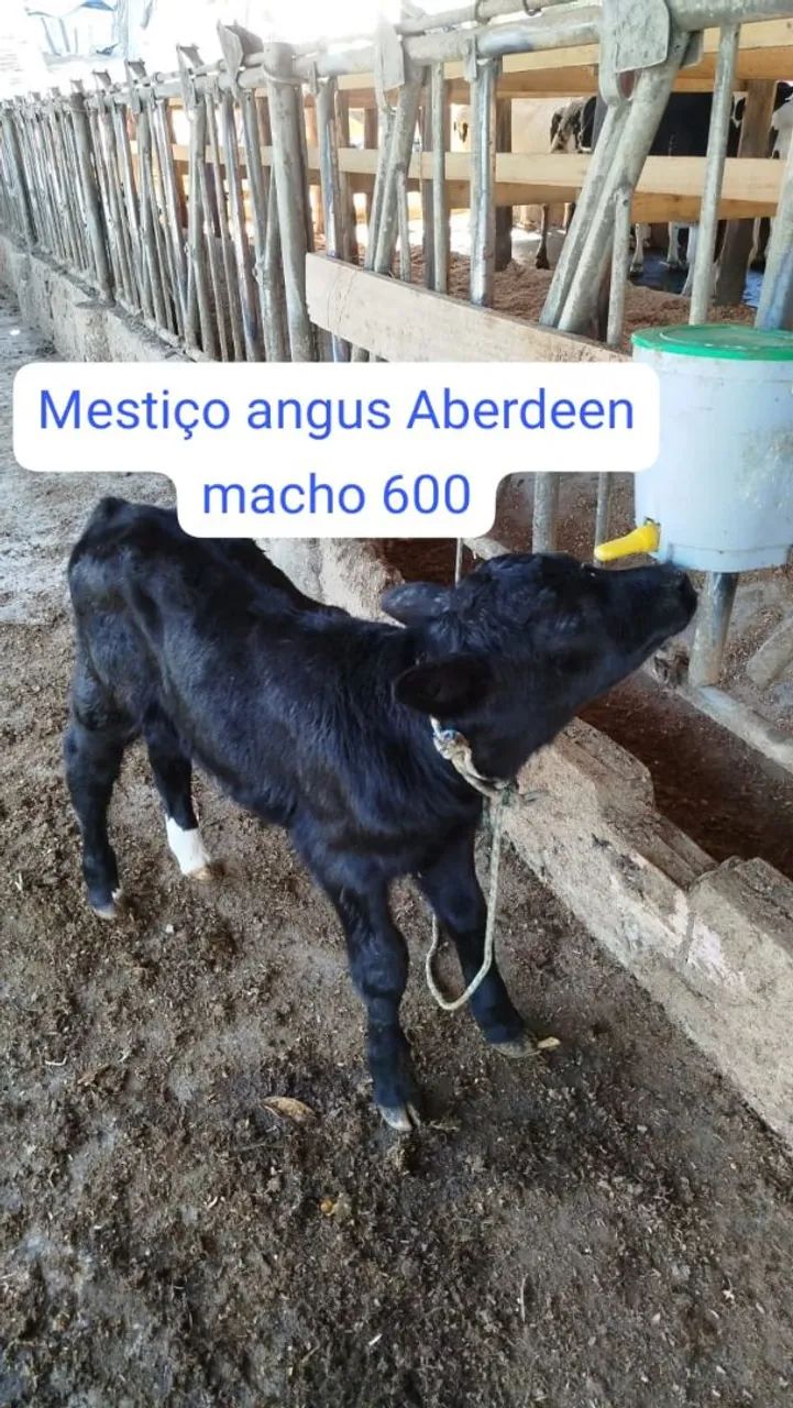 Bezerro mestiço angus Aberdeen e outros