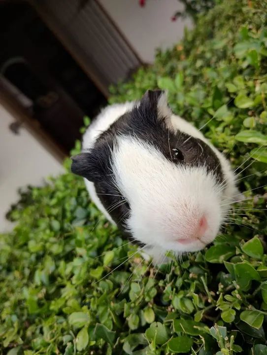 Porquinho da índia disponível  - Foto 5