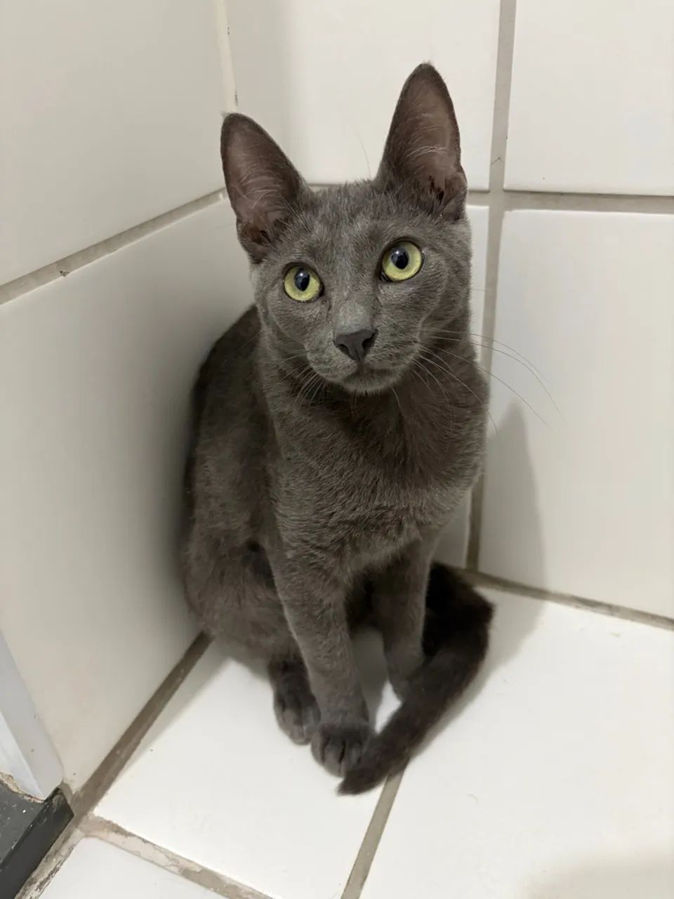 Gato Russian blue  - Foto 2