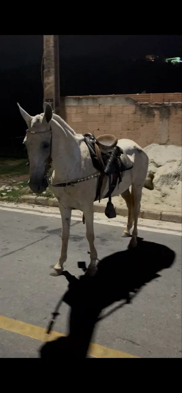 Égua registrada - Foto 3