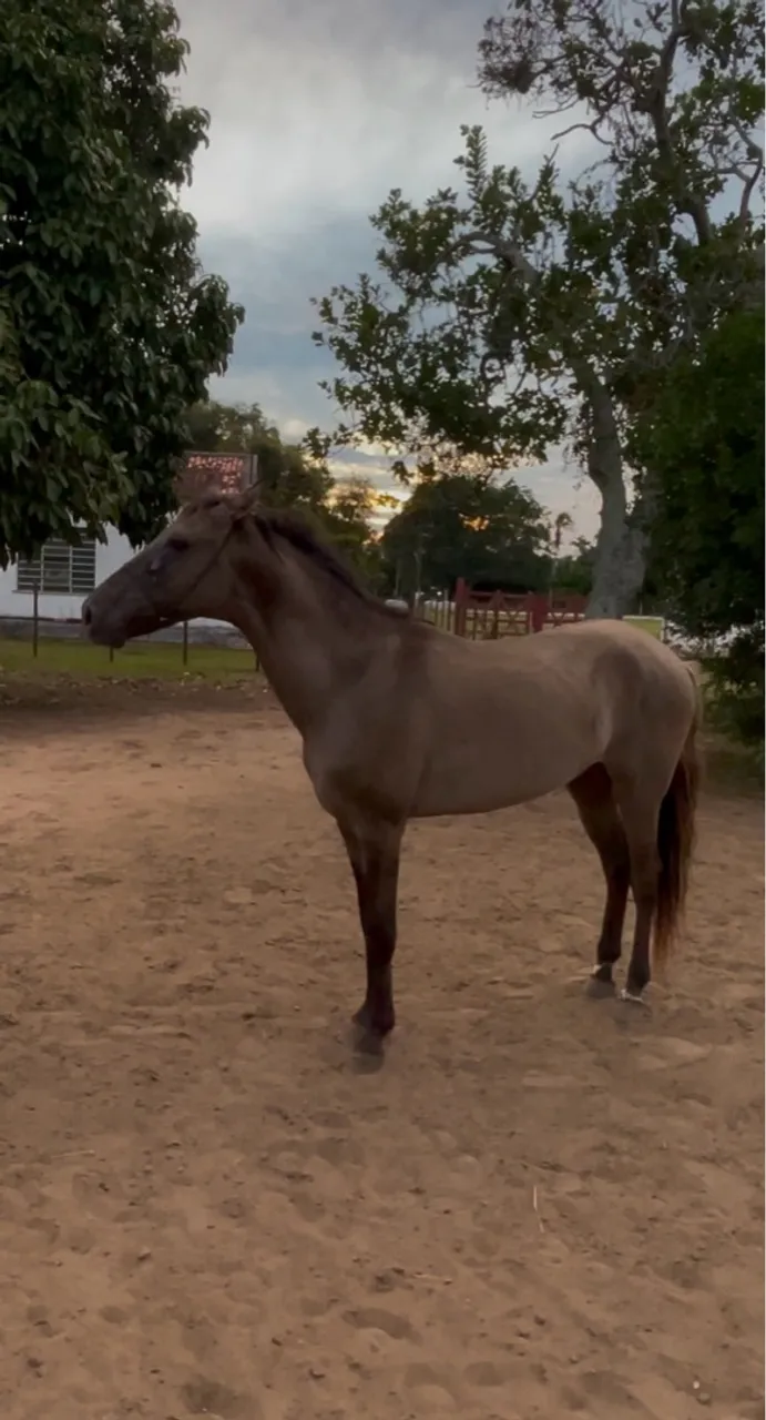 Potro Mangalarga Marchador