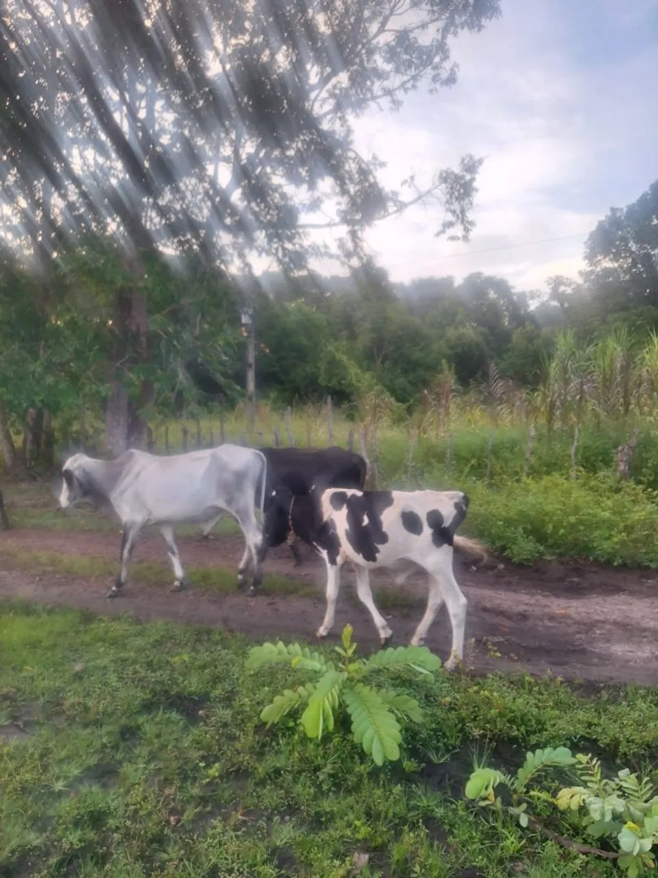 Bezerros para venda