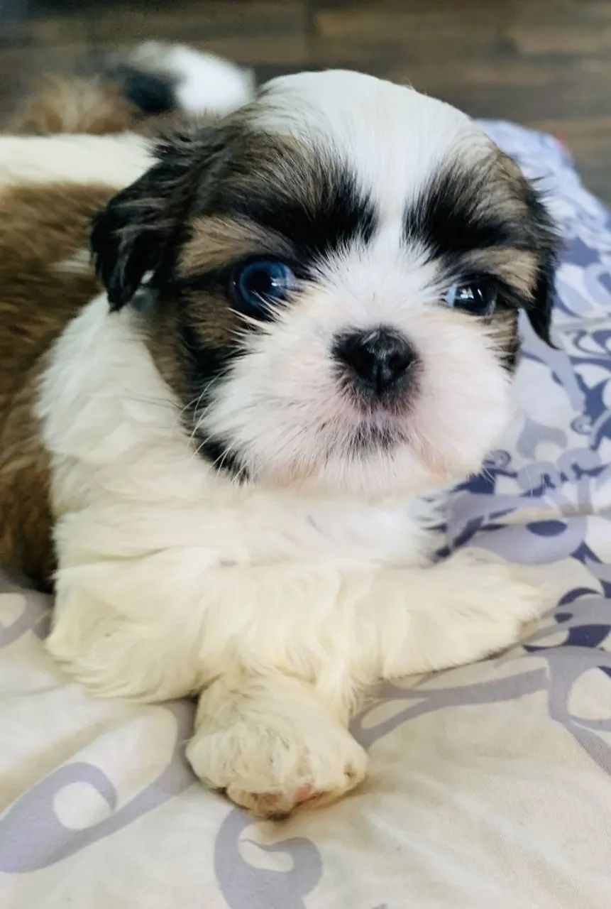 Filhotes de Shih Tzu prontos para alegrar seu lar