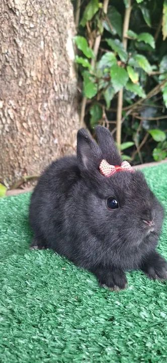 Mini coelhos várias raças - Foto 3