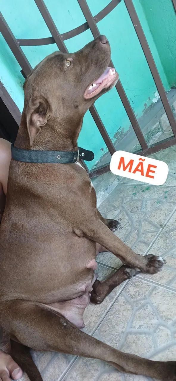 Filhotes de pitbull - Foto 2