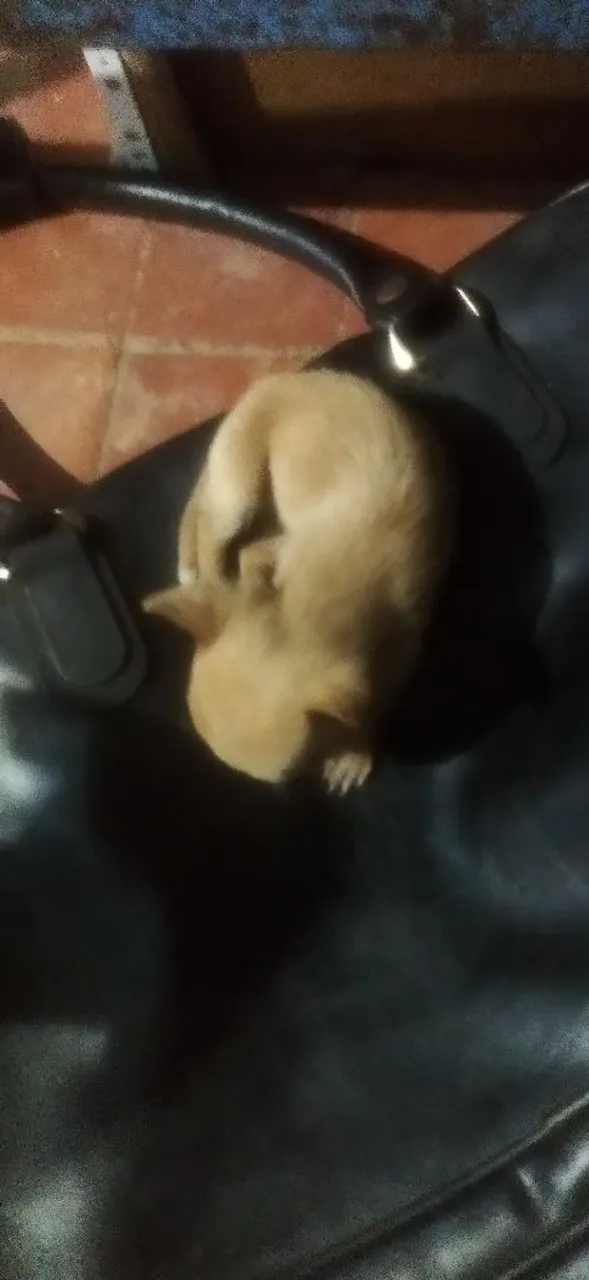 Filhote de cachorro