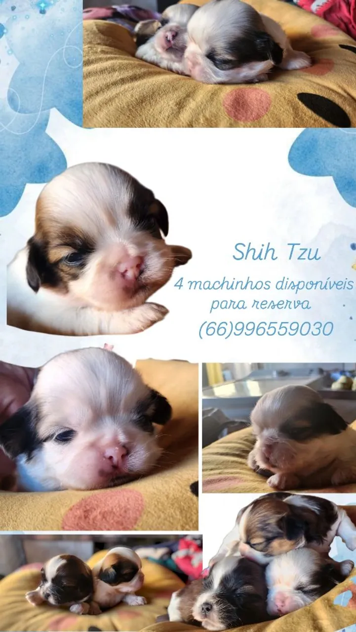 Filhotes Shih Tzu Machos Disponíveis