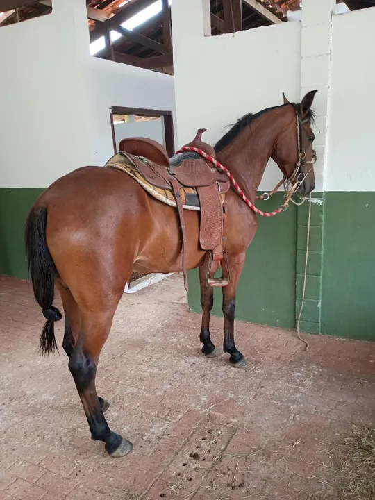 Mangalarga Marchador