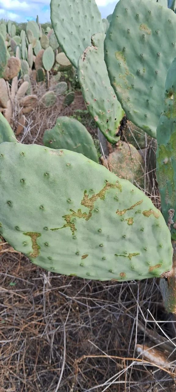 Palmas para ração animal e plantação 300,00 o milheiro  - Foto 5