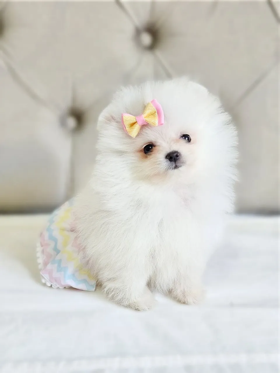 Spitz Alemão anão - Lulu da Pomerânia