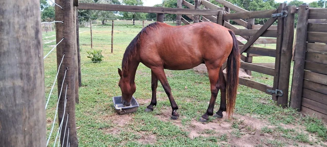 Cavalo Quarto de Milha  - Foto 3