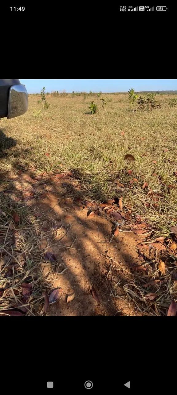 Fazendacde arrendar de 2.200 hec em planalto da serra MT.  - Foto 5