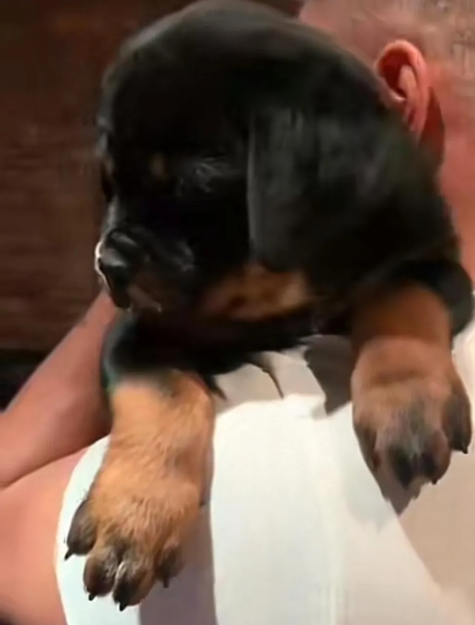 Rottweilers de Qualidade Internacional - WhatsApp Disponível na Descrição