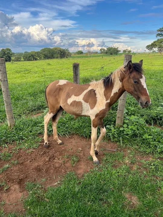 Egua e potro paint horse - Foto 4