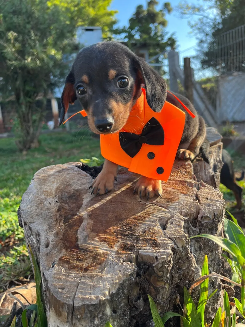 Filhote de Dachshund Charmoso 750