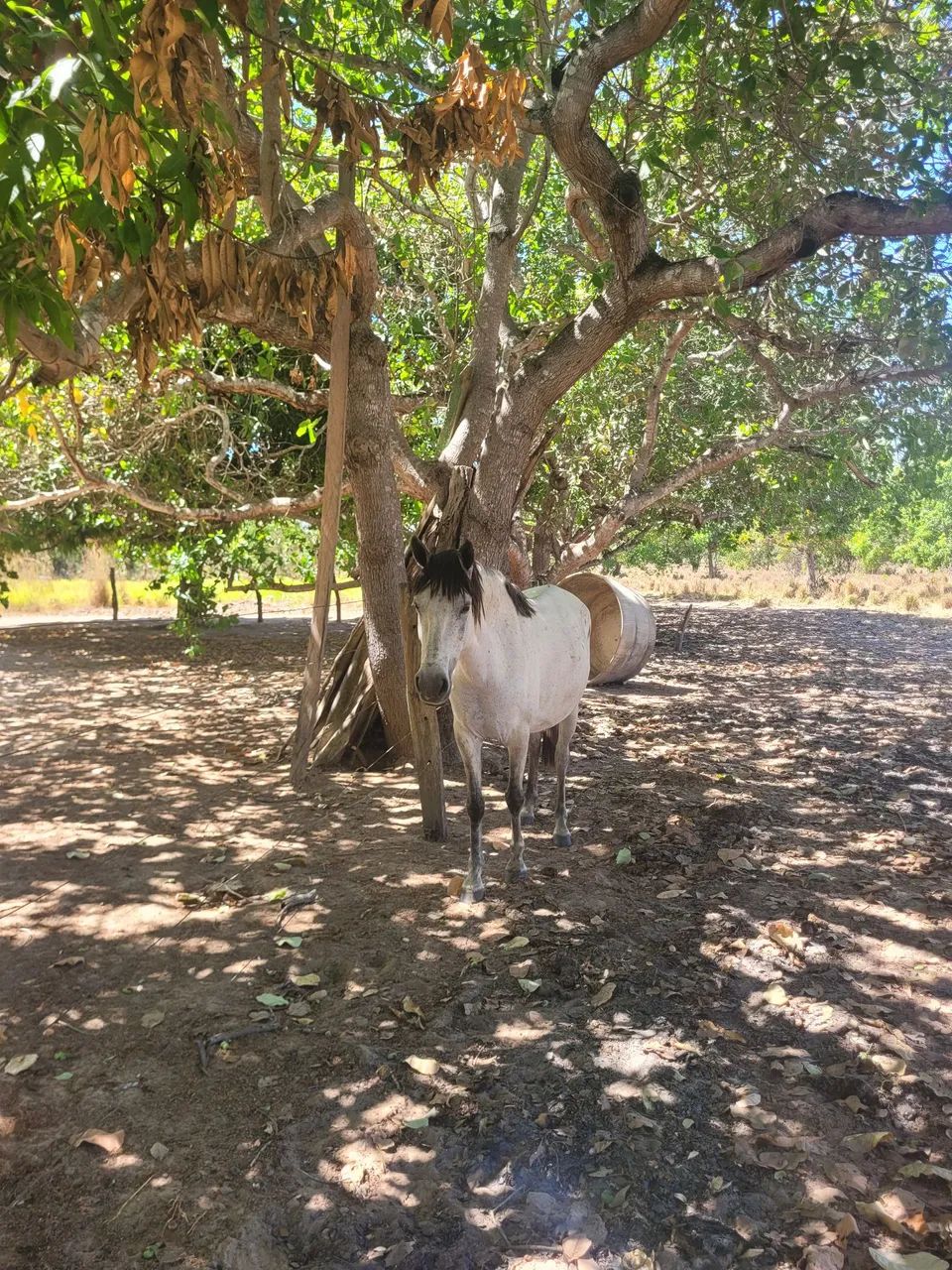 Égua mansa - Foto 2
