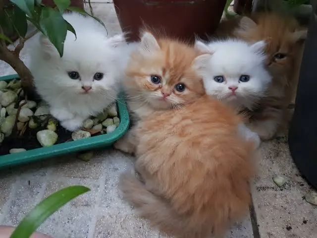 Persa Lindos e Amáveis  - Foto 2