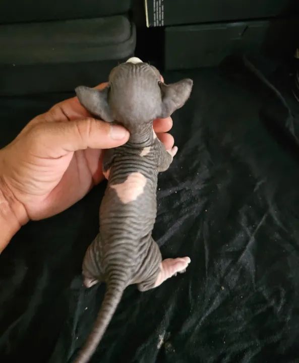 sphynx bambino - Foto 4