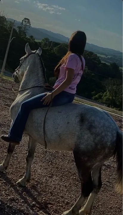 Cavalo tordilho  - Foto 3