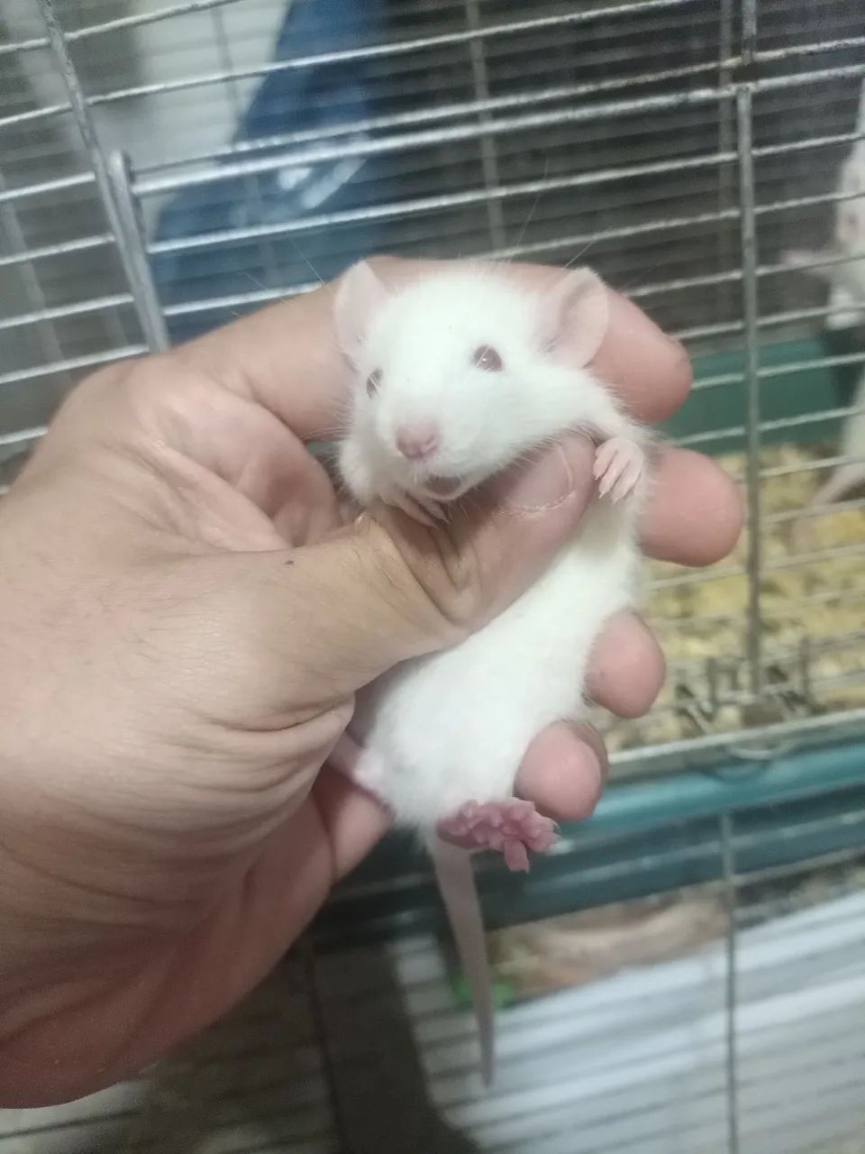 Procurando um pet inteligente,sociável e super carinhoso ? - Foto 4