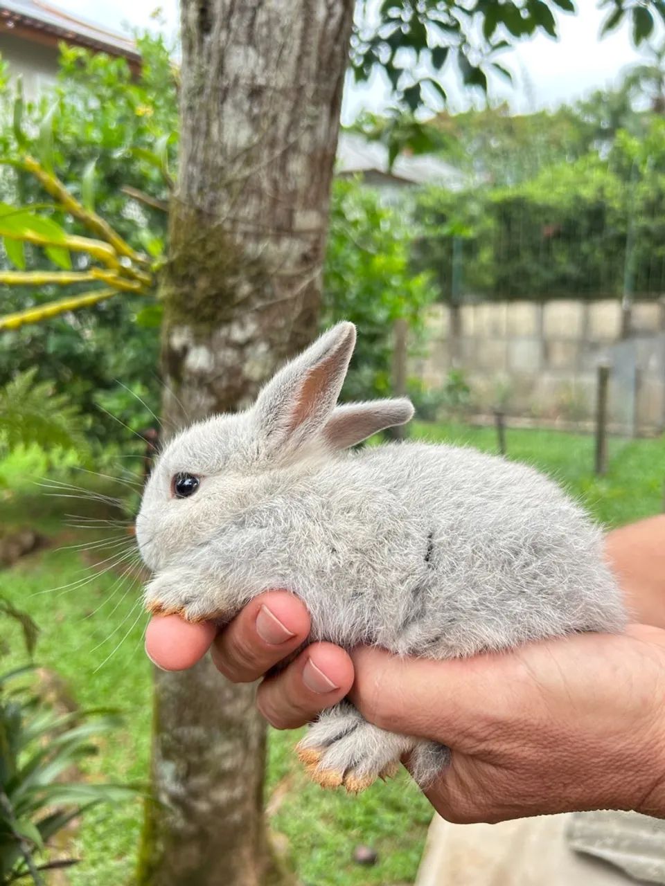 Coelho netherland pet 