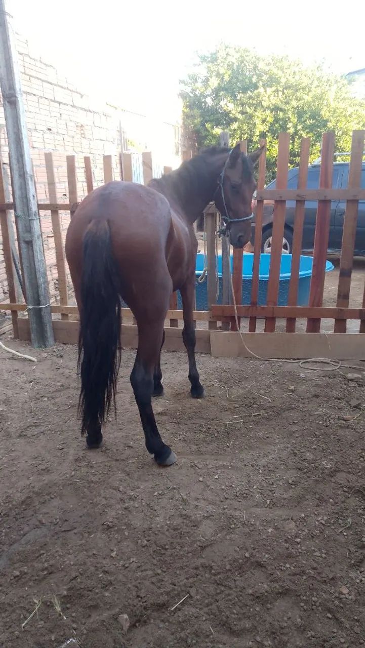 Potro de 1 ano e meio (aceito troca). - Foto 2