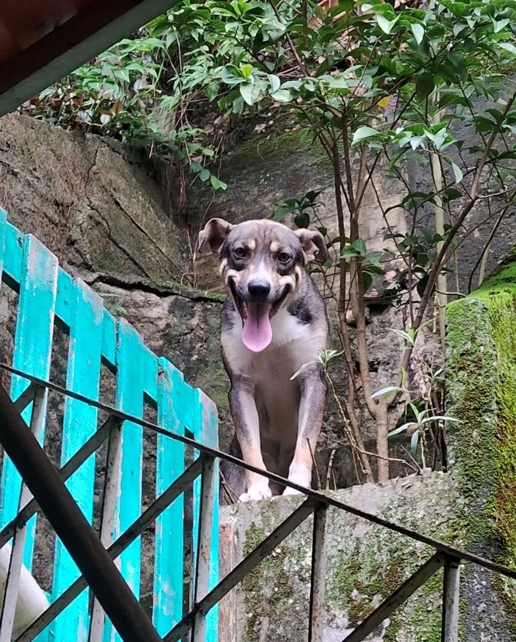 Doação de cachorro SRD macho  - Foto 4