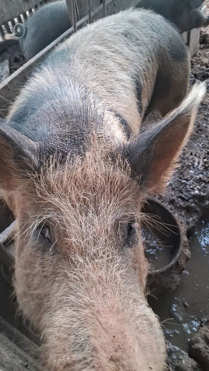 Porcos  - Foto 2