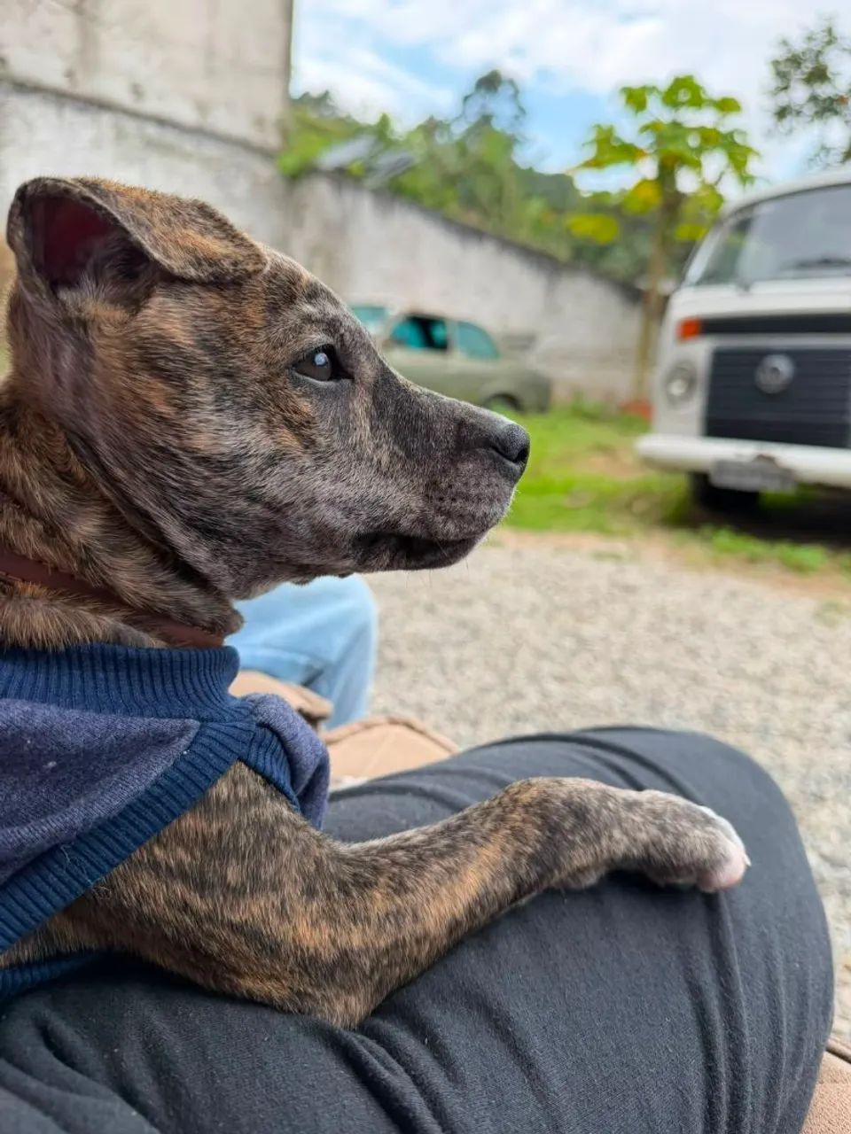 Doação de Cachorro - Foto 3